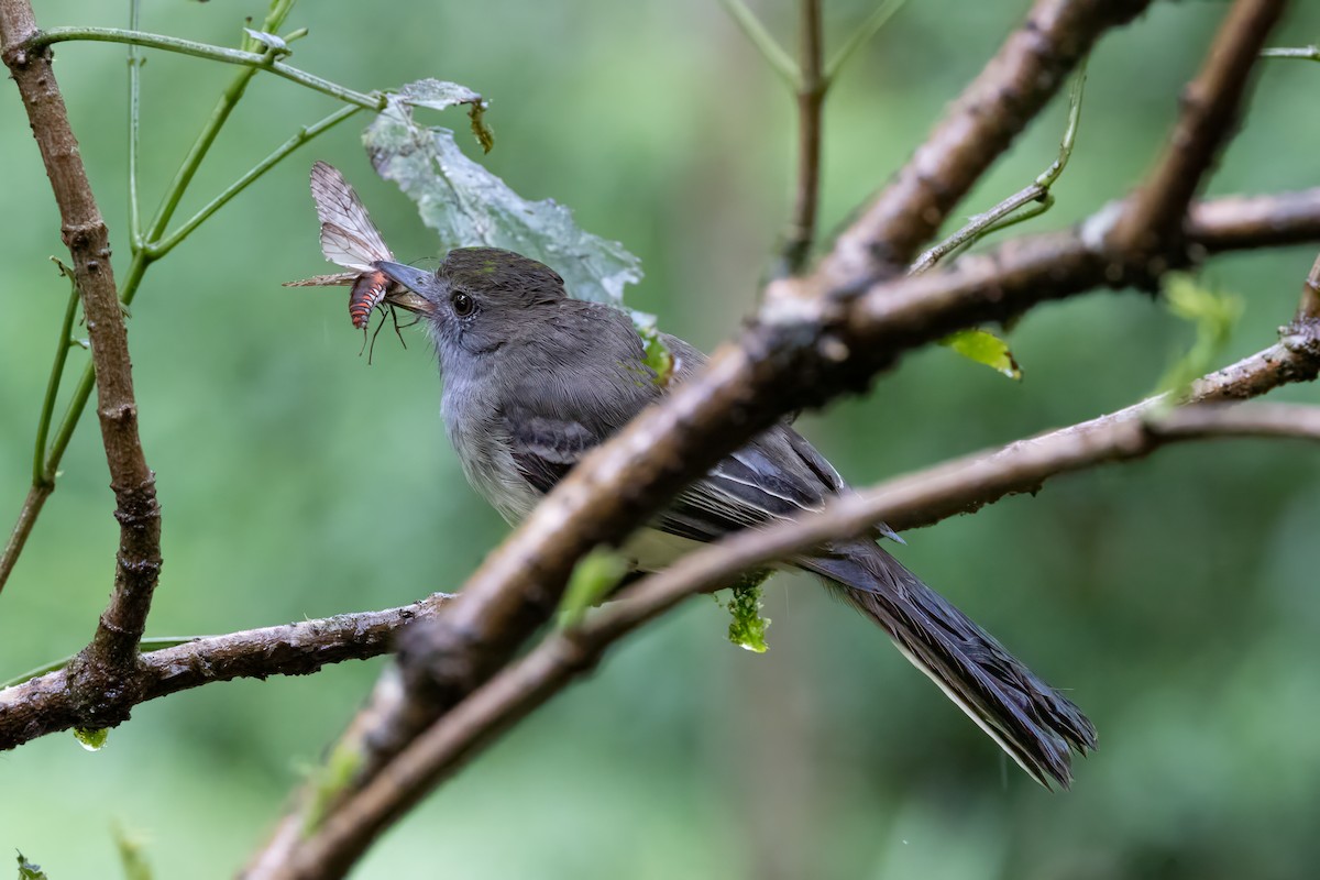 Pale-edged Flycatcher - ML622048450