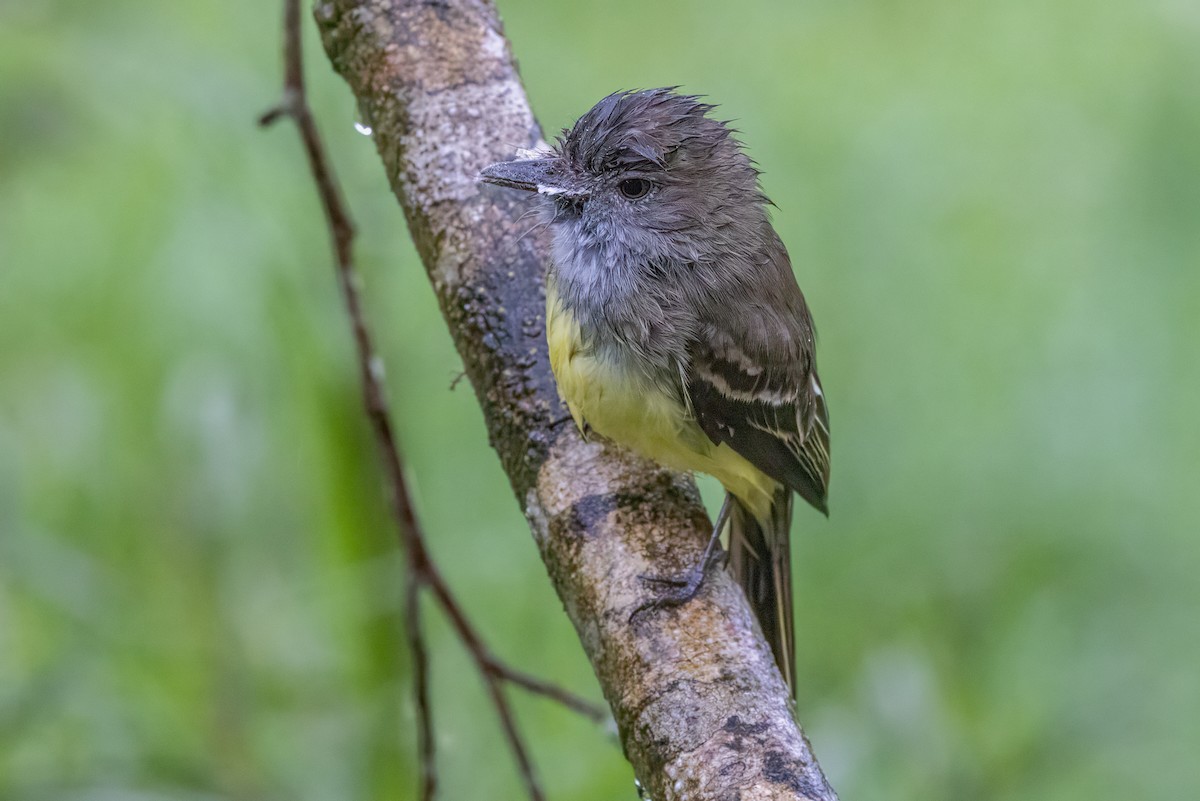 Pale-edged Flycatcher - ML622048451