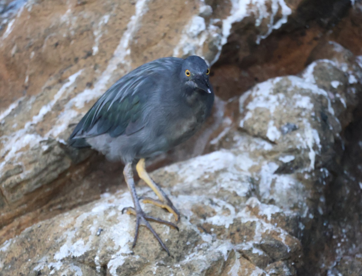 Striated Heron (Galapagos) - ML622048452