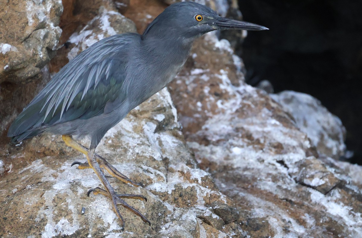 Striated Heron (Galapagos) - ML622048453