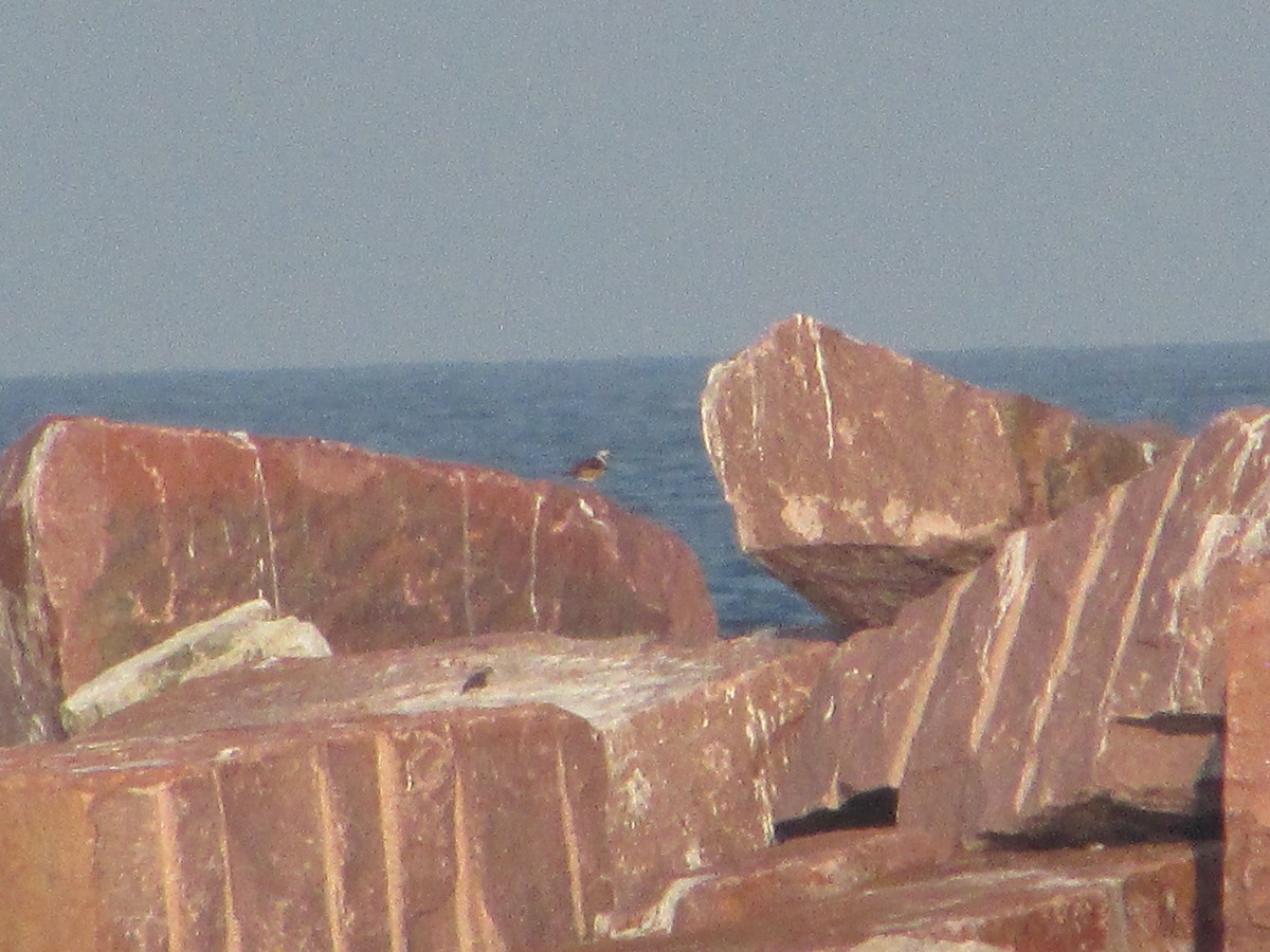 Ruddy Turnstone - ML622048457