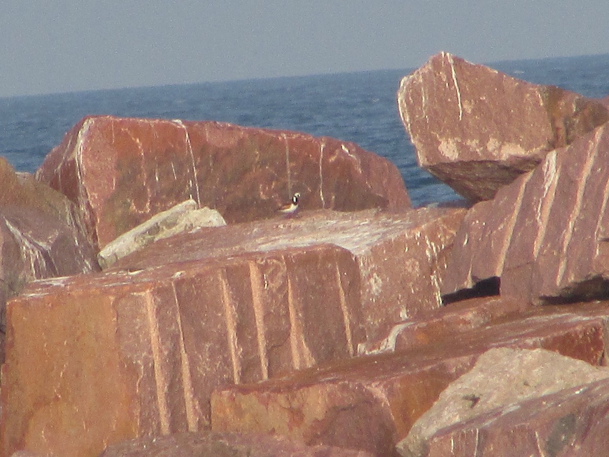 Ruddy Turnstone - ML622048462