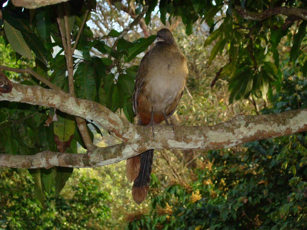 Rufous-vented Chachalaca - ML622048464