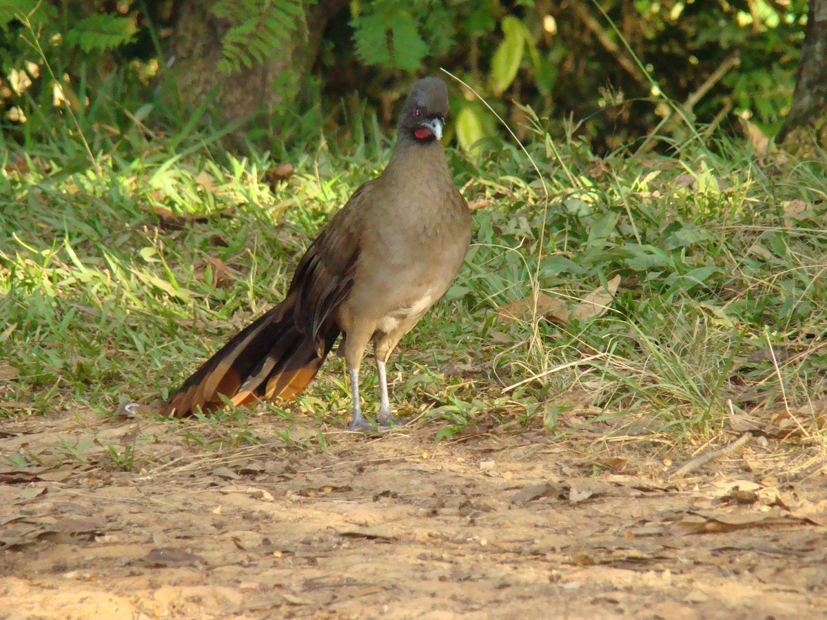 Rufous-vented Chachalaca - ML622048467