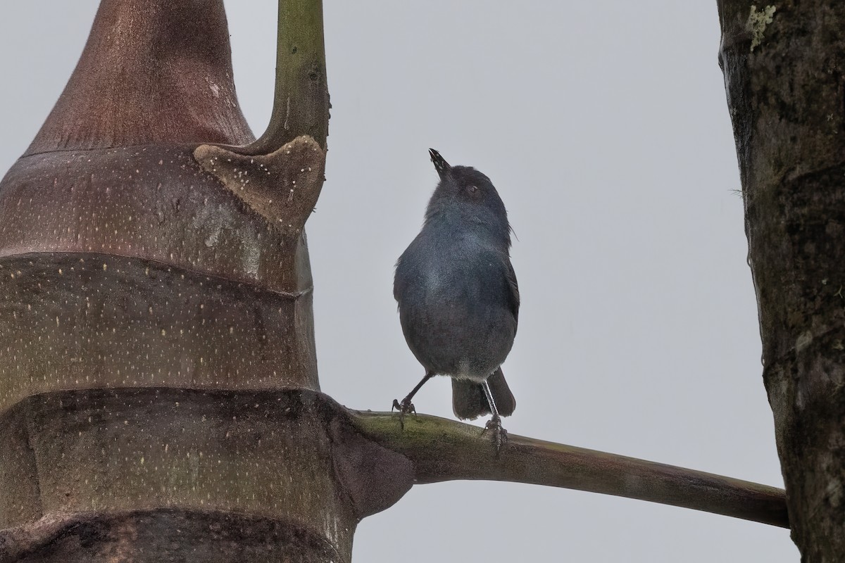 Bluish Flowerpiercer - ML622048470