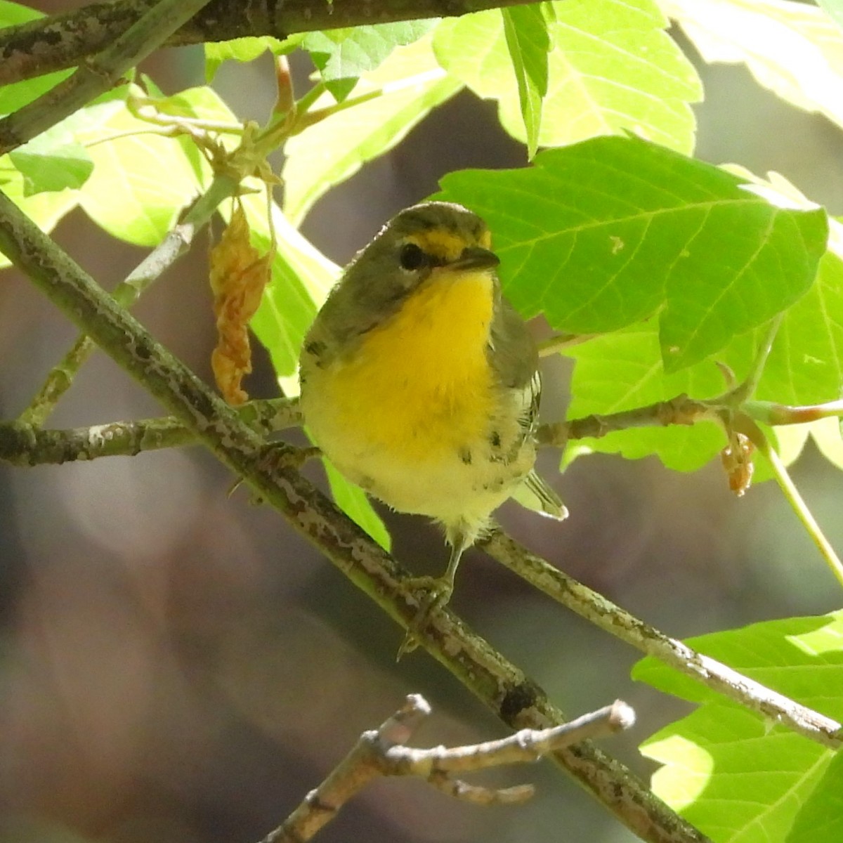 Grace's Warbler - ML622048472