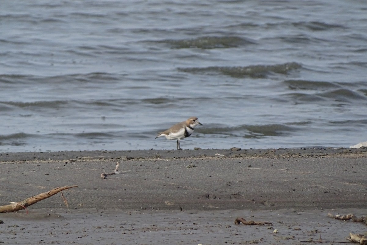 Two-banded Plover - ML622048474