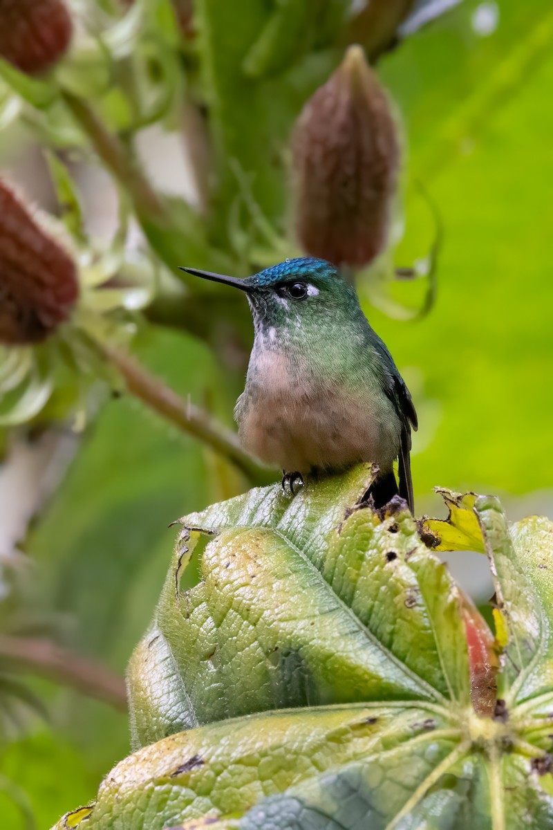 Long-tailed Sylph - ML622048477