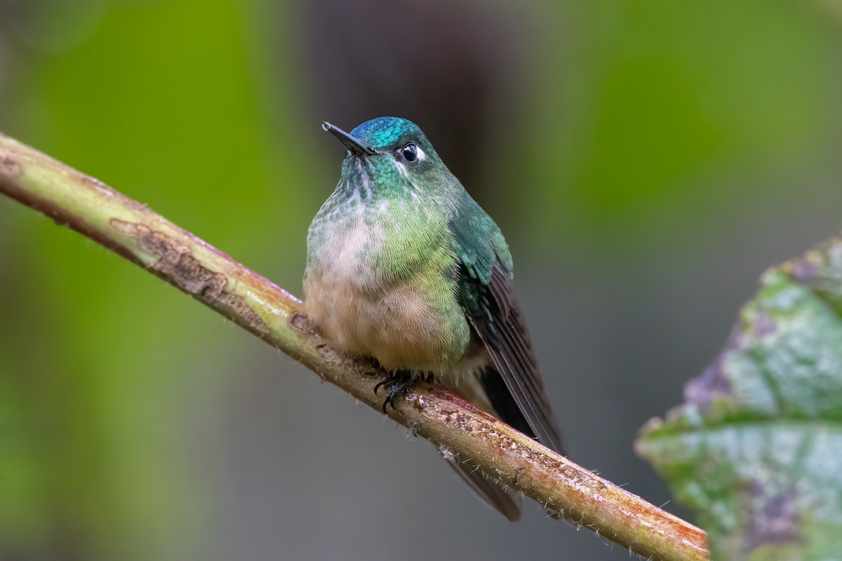 Long-tailed Sylph - ML622048478