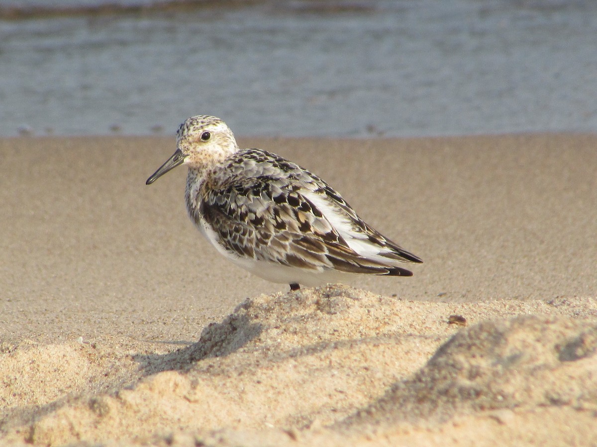 Sanderling - ML622048479