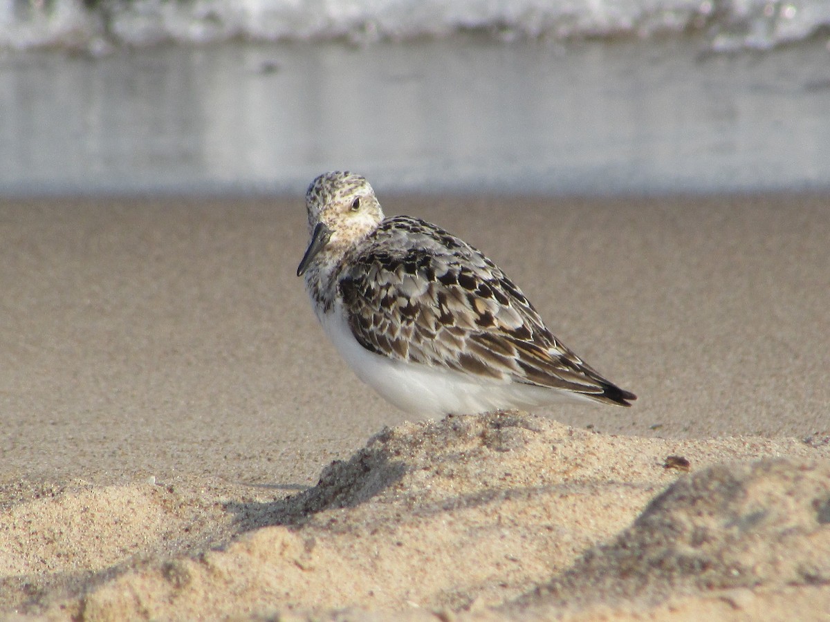 Sanderling - ML622048480