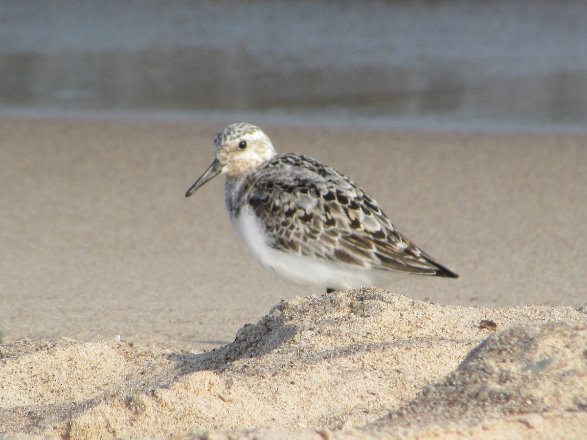 Sanderling - ML622048481