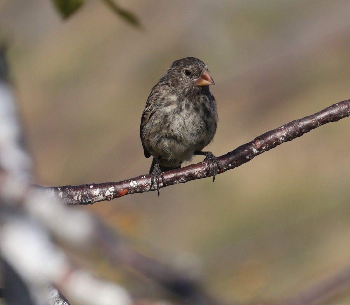 Medium Ground-Finch - Judy Walker