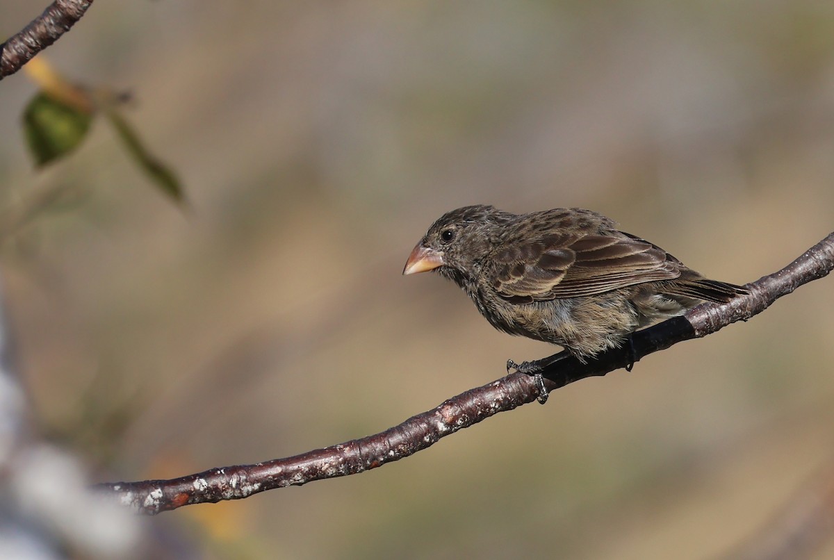 Medium Ground-Finch - Judy Walker