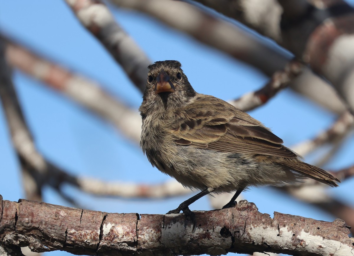 Medium Ground-Finch - ML622048484