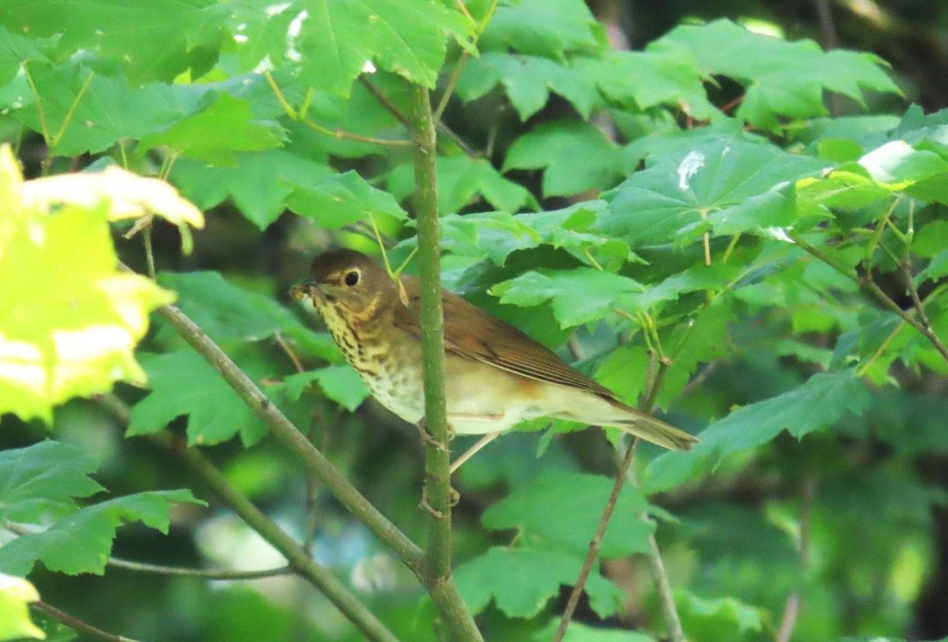 Swainson's Thrush - ML622048485