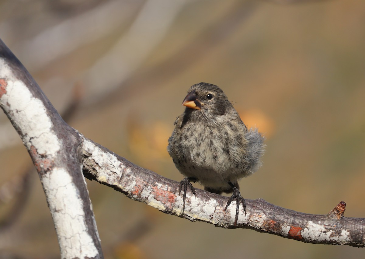 Medium Ground-Finch - ML622048486