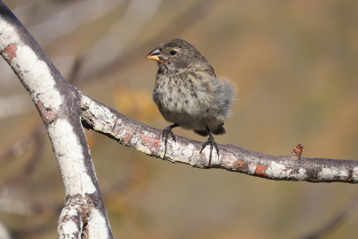 Medium Ground-Finch - ML622048487