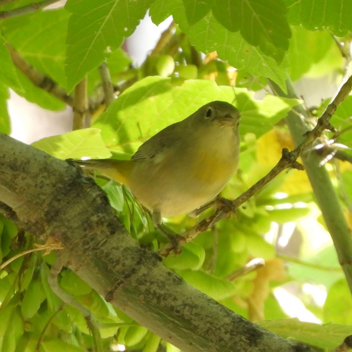 Virginia's Warbler - ML622048489