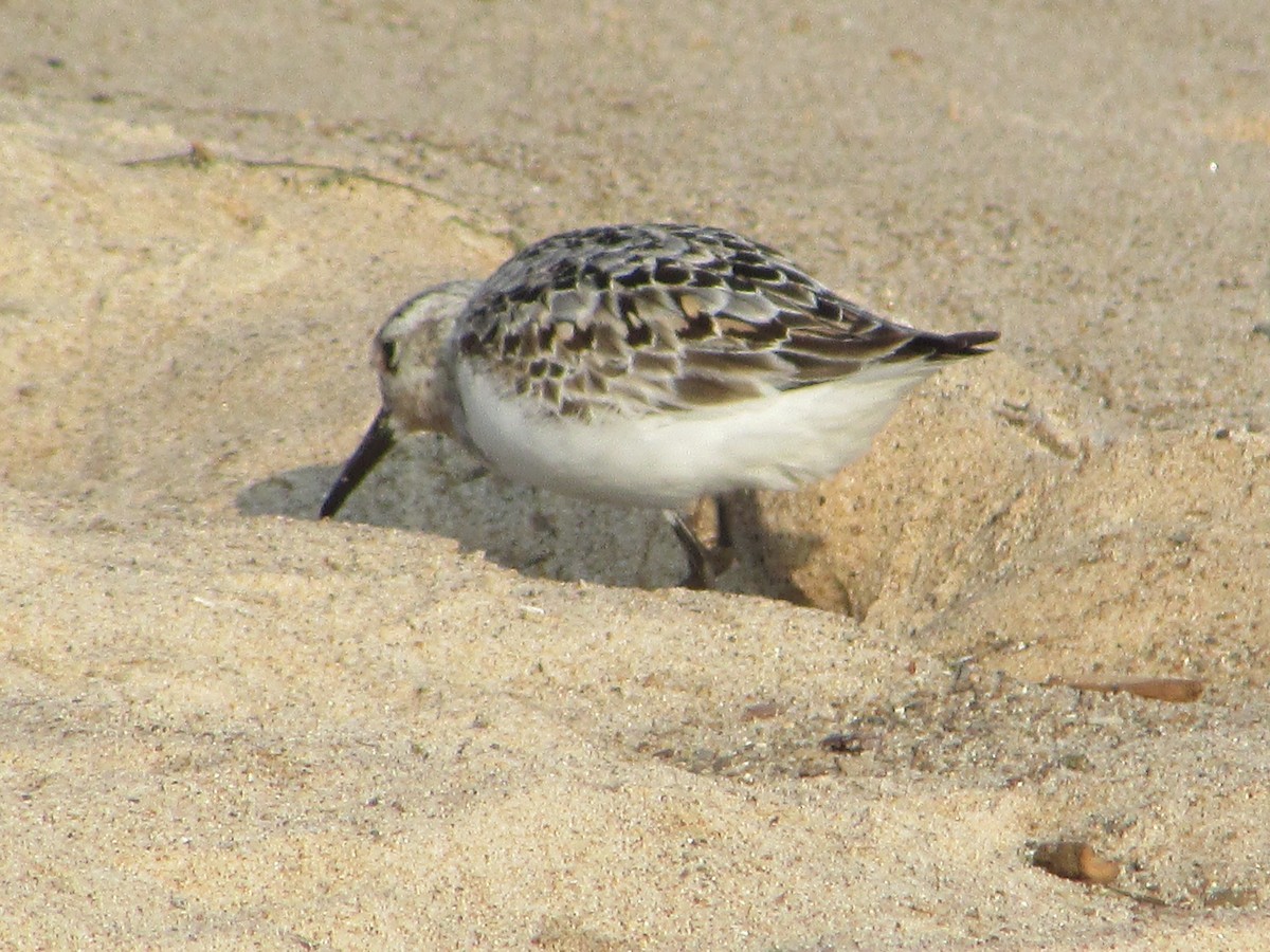 Sanderling - ML622048491