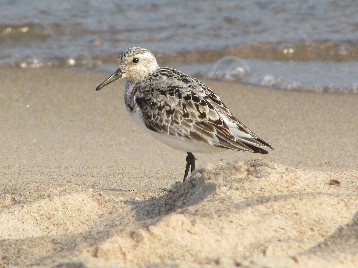 Sanderling - ML622048492