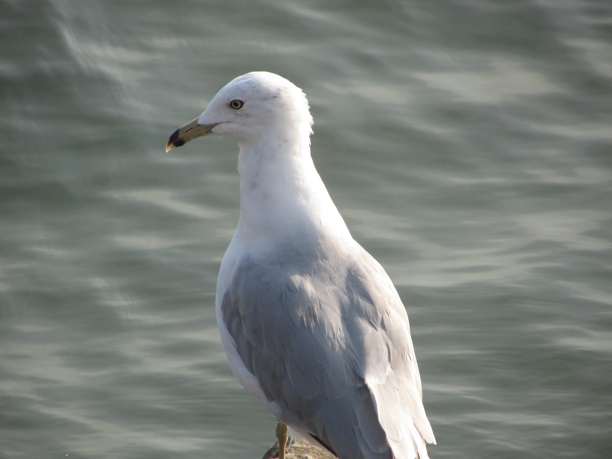 Ring-billed Gull - ML622048506