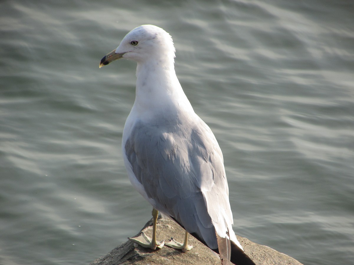 Ring-billed Gull - ML622048507