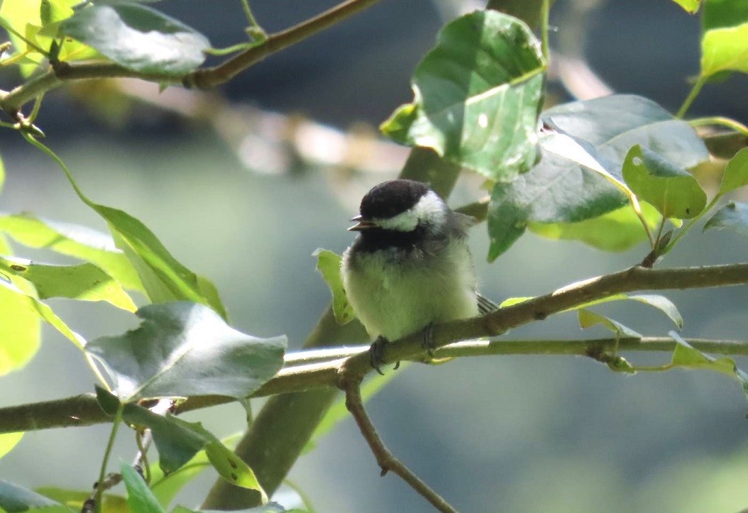 Black-capped Chickadee - ML622048508