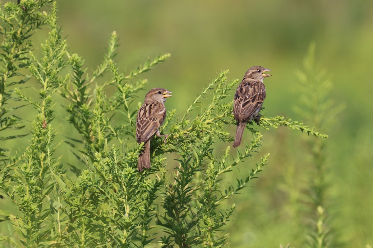 House Sparrow - ML622048523