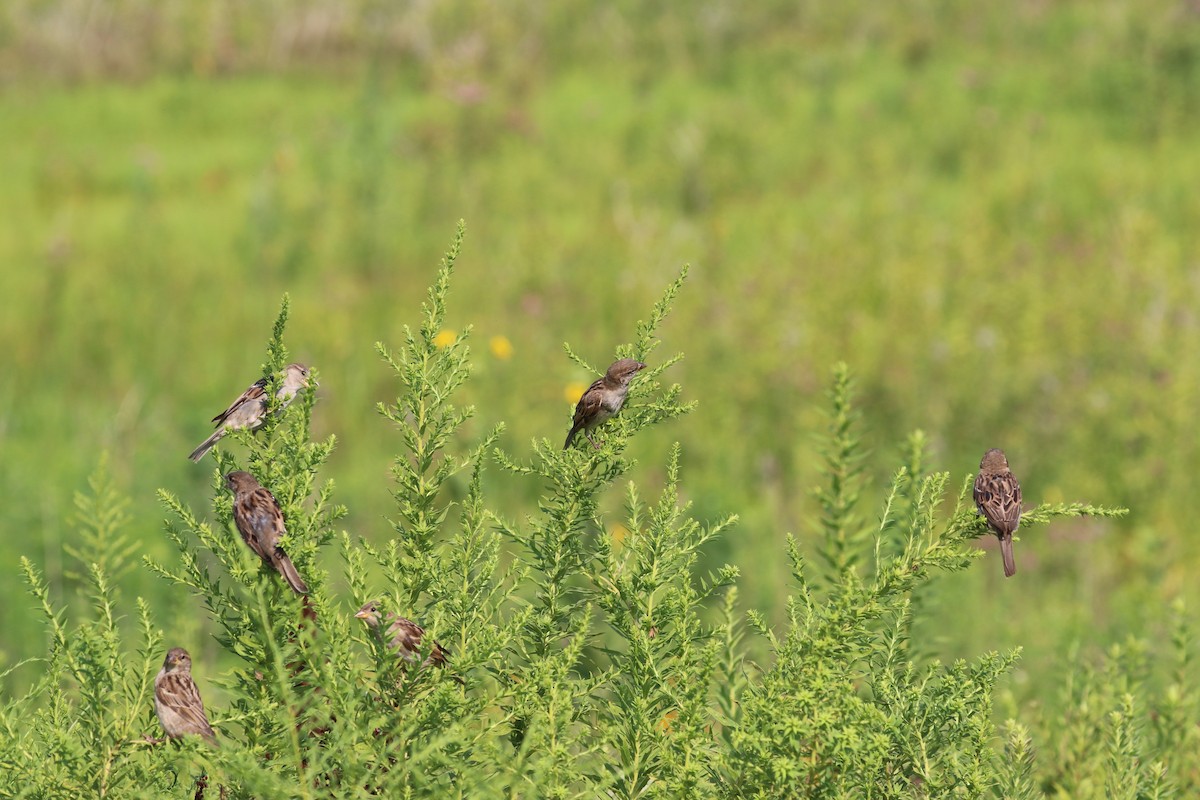 House Sparrow - ML622048524