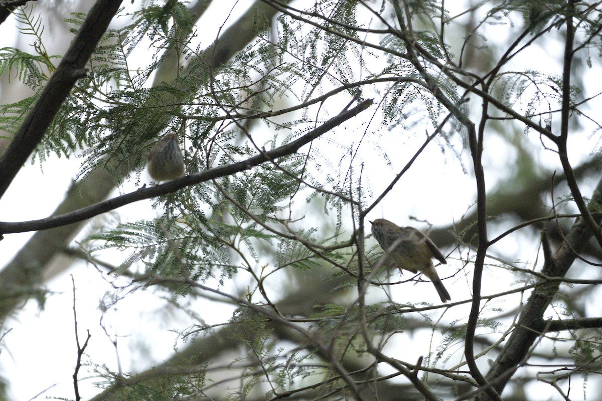 Brown Thornbill - ML622048554