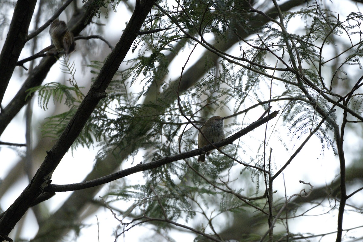 Brown Thornbill - ML622048555