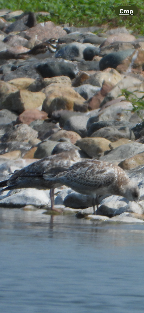 Ring-billed Gull - ML622048560