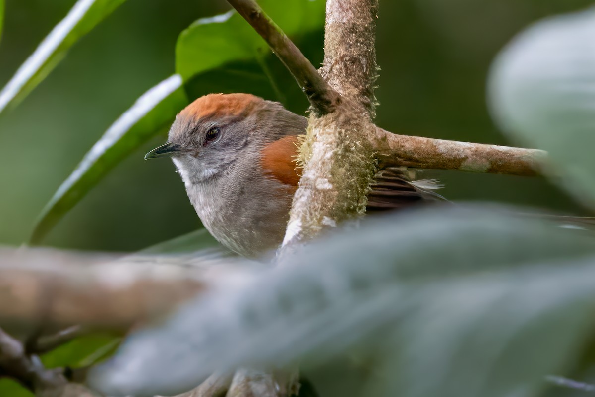 Azara's Spinetail - ML622048562