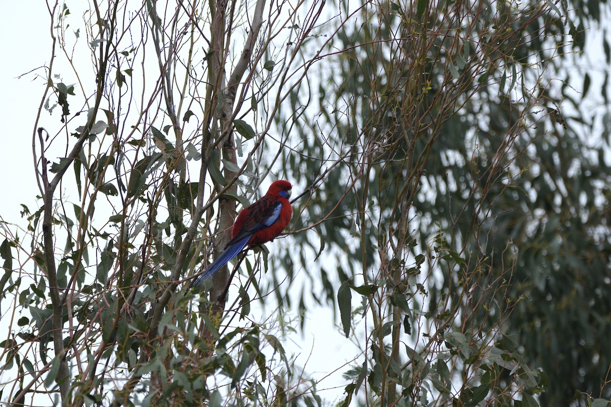 Crimson Rosella - ML622048563