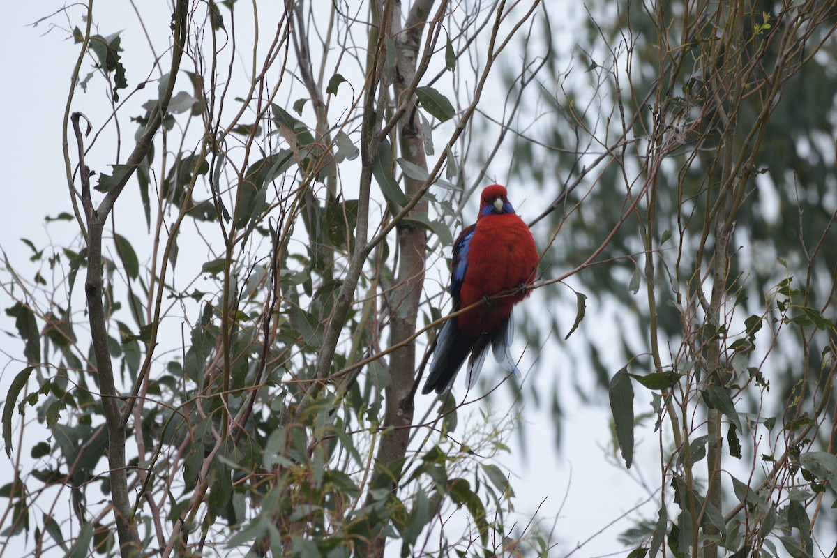 Crimson Rosella - ML622048564