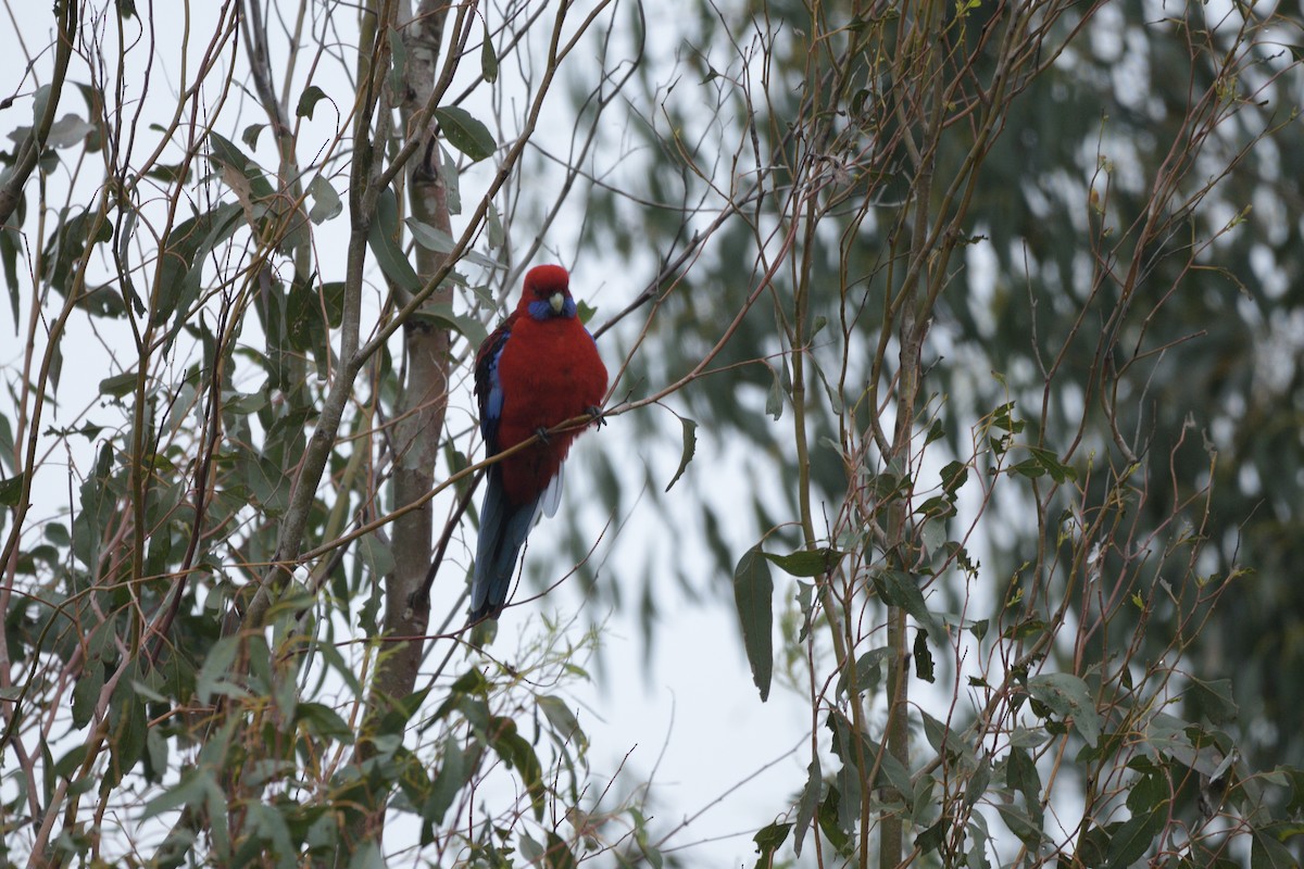 Crimson Rosella - ML622048565