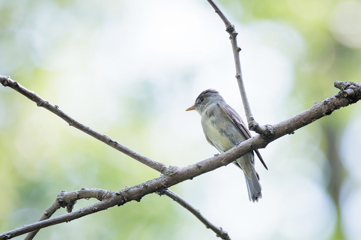 Eastern Wood-Pewee - ML622048566