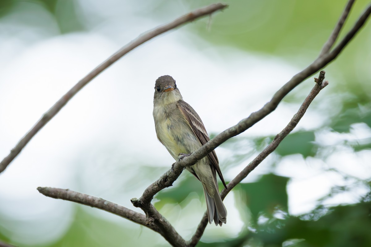 Eastern Wood-Pewee - ML622048567