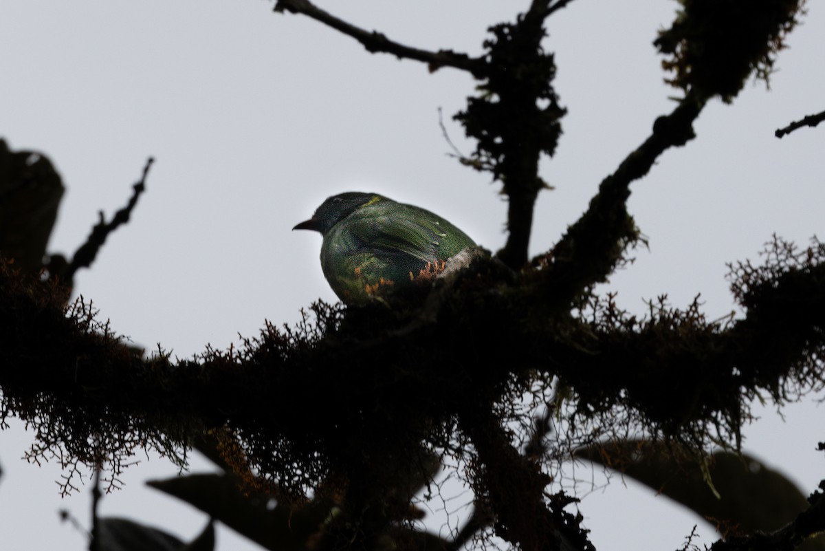 Green-and-black Fruiteater - ML622048569