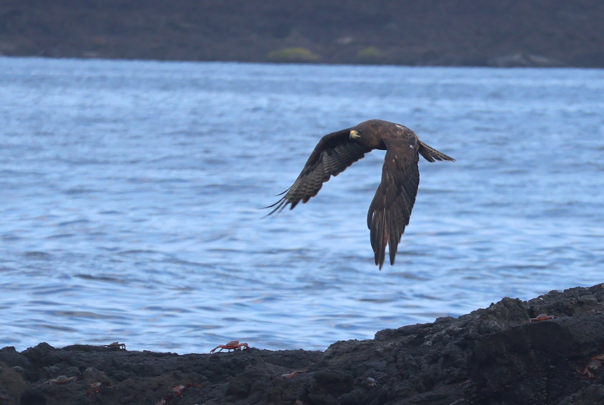 Galapagos Hawk - ML622048570