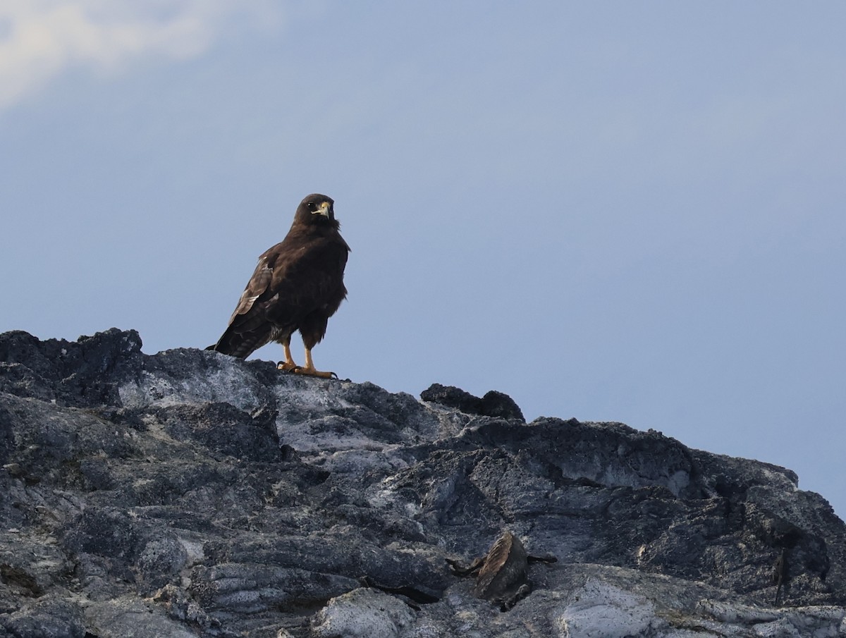 Galapagos Hawk - ML622048571