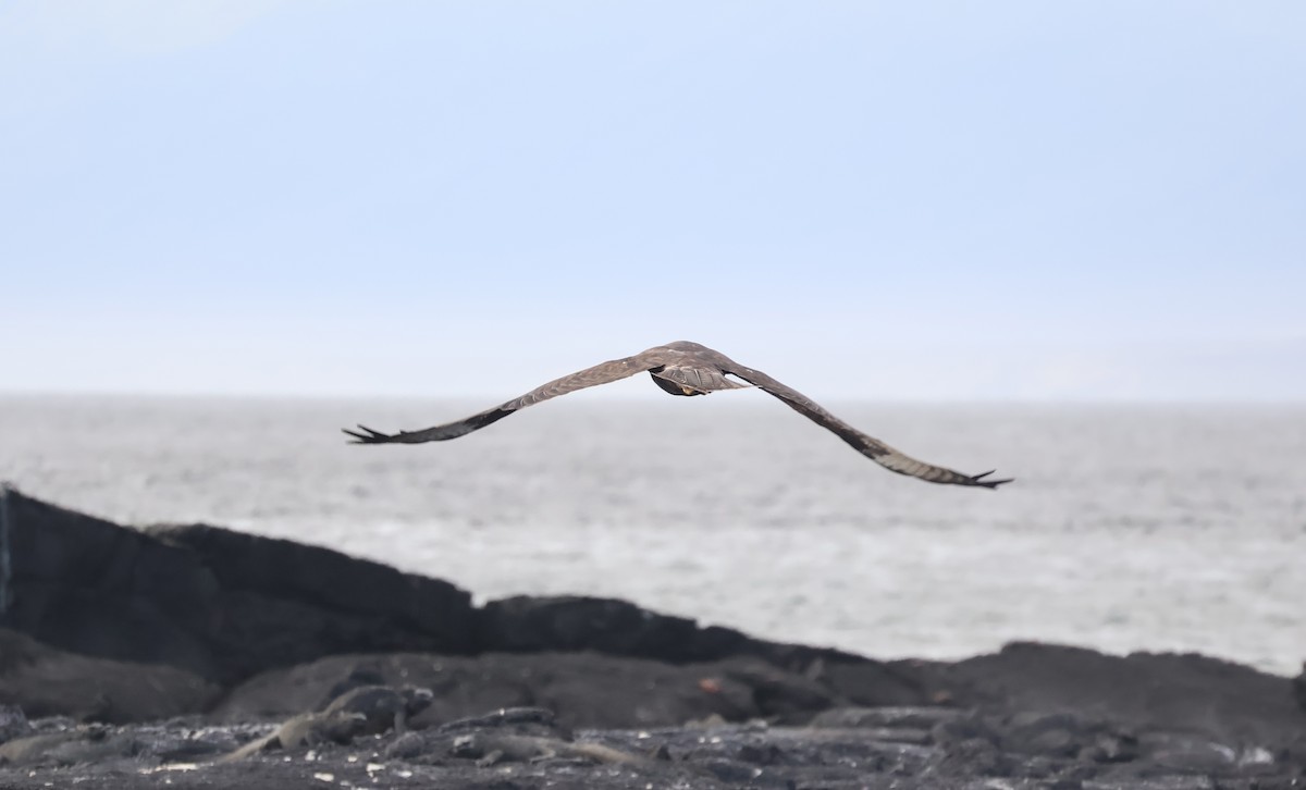 Galapagos Hawk - ML622048572