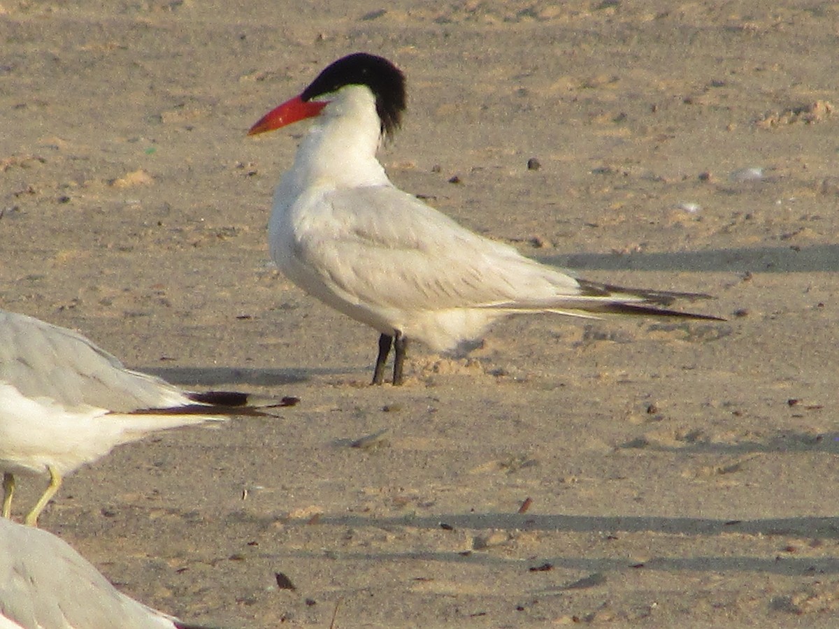 Caspian Tern - ML622048577