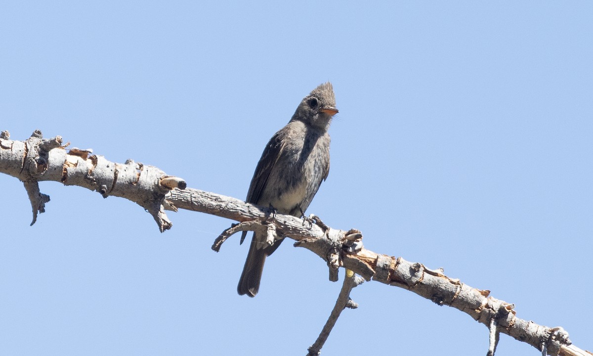 Greater Pewee - ML622048578