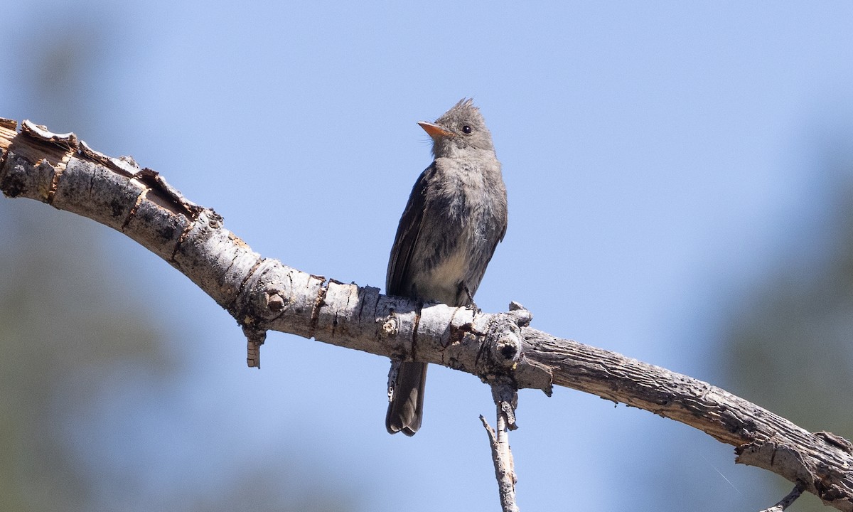 Greater Pewee - ML622048579