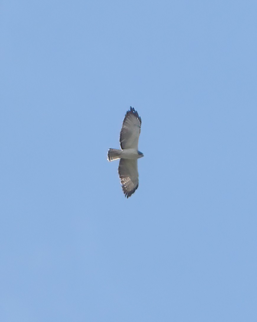 Short-tailed Hawk - ML622048580