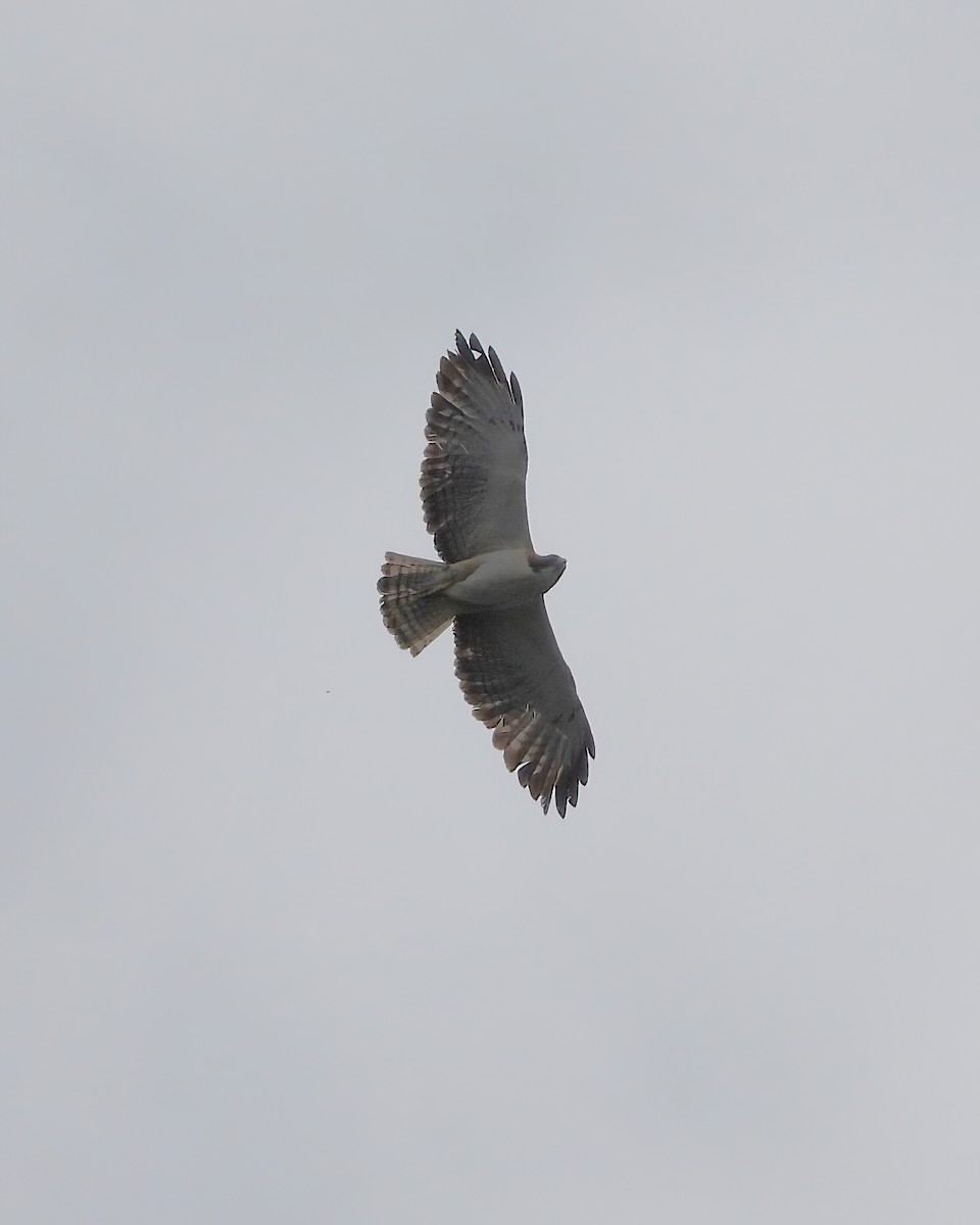 Short-tailed Hawk - ML622048582