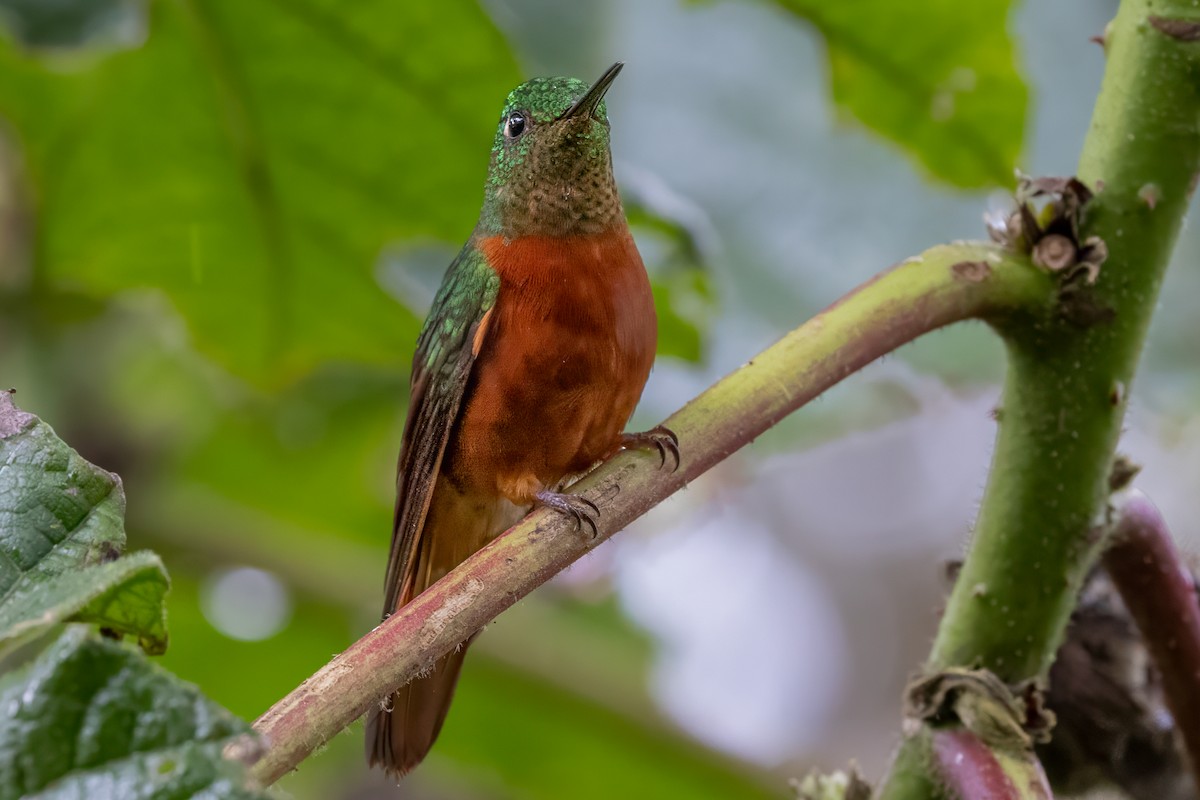 Chestnut-breasted Coronet - ML622048583