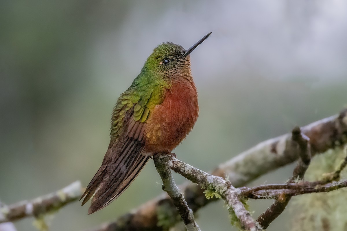 Chestnut-breasted Coronet - Peggy Steffens